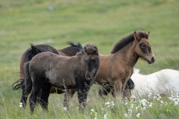 BlogVie Sauvage-icelandicfrenchies-12