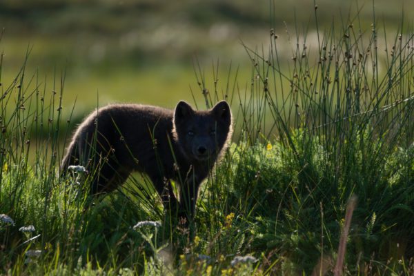 Renard arctique - Vie sauvage en Islande