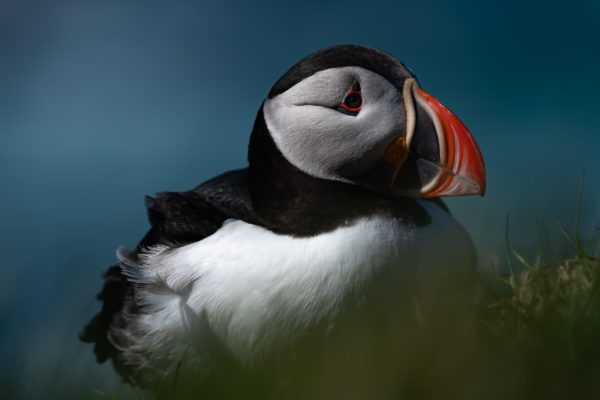 galerieVieSauvage-icelandicfrenchies-1
