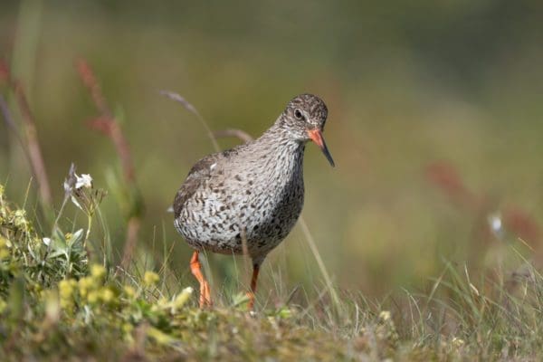 galerieVieSauvage-icelandicfrenchies-10