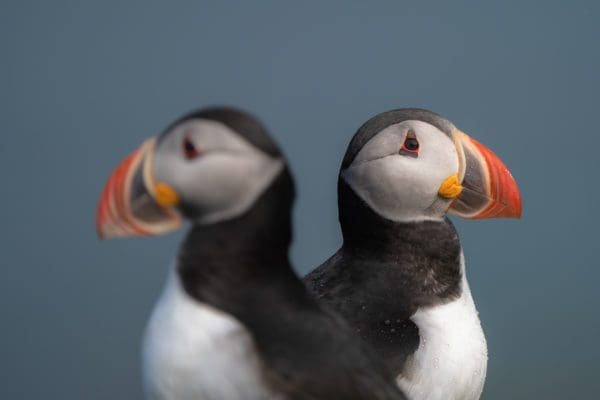 galerieVieSauvage-icelandicfrenchies-12