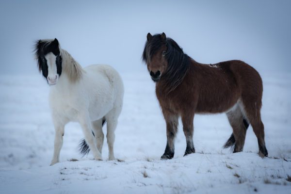 galerieVieSauvage-icelandicfrenchies-3