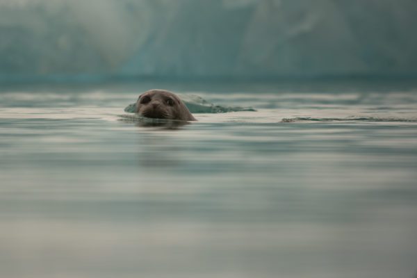 galerieVieSauvage-icelandicfrenchies-5