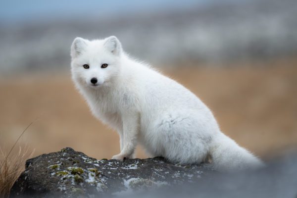 galerieVieSauvage-icelandicfrenchies-6
