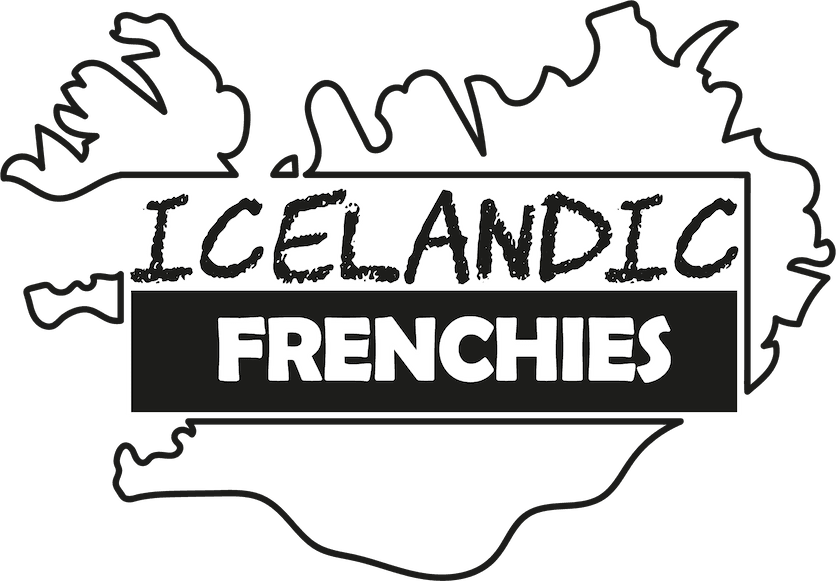 Icelandic Frenchies