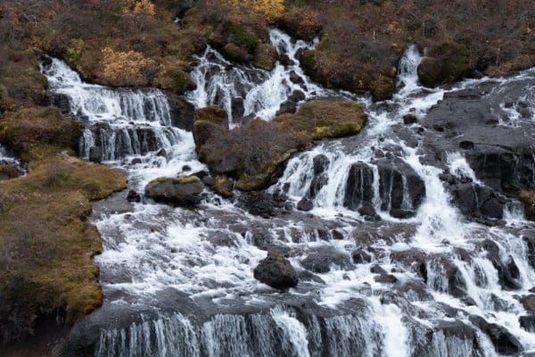 Borgarfjordur-icelandicfrenchies-6