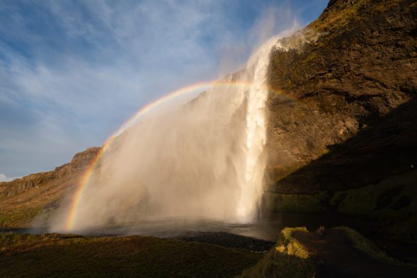 C“teSud-icelandicfrenchies-2