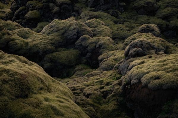 Laki-icelandicfrenchies-3