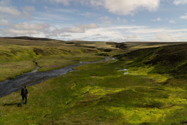 Laki-icelandicfrenchies-4