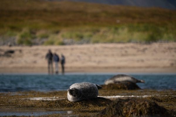 Ytri Tunga - accéder au site d'observation des phoques implique de se garer sur des parkings payants aux abords du site