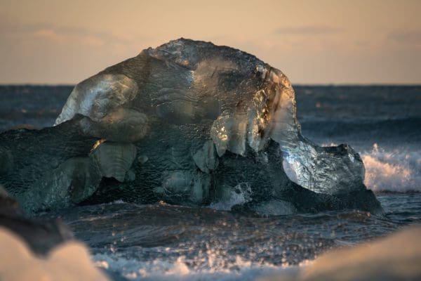 galerieH2O-icelandicfrenchies-12