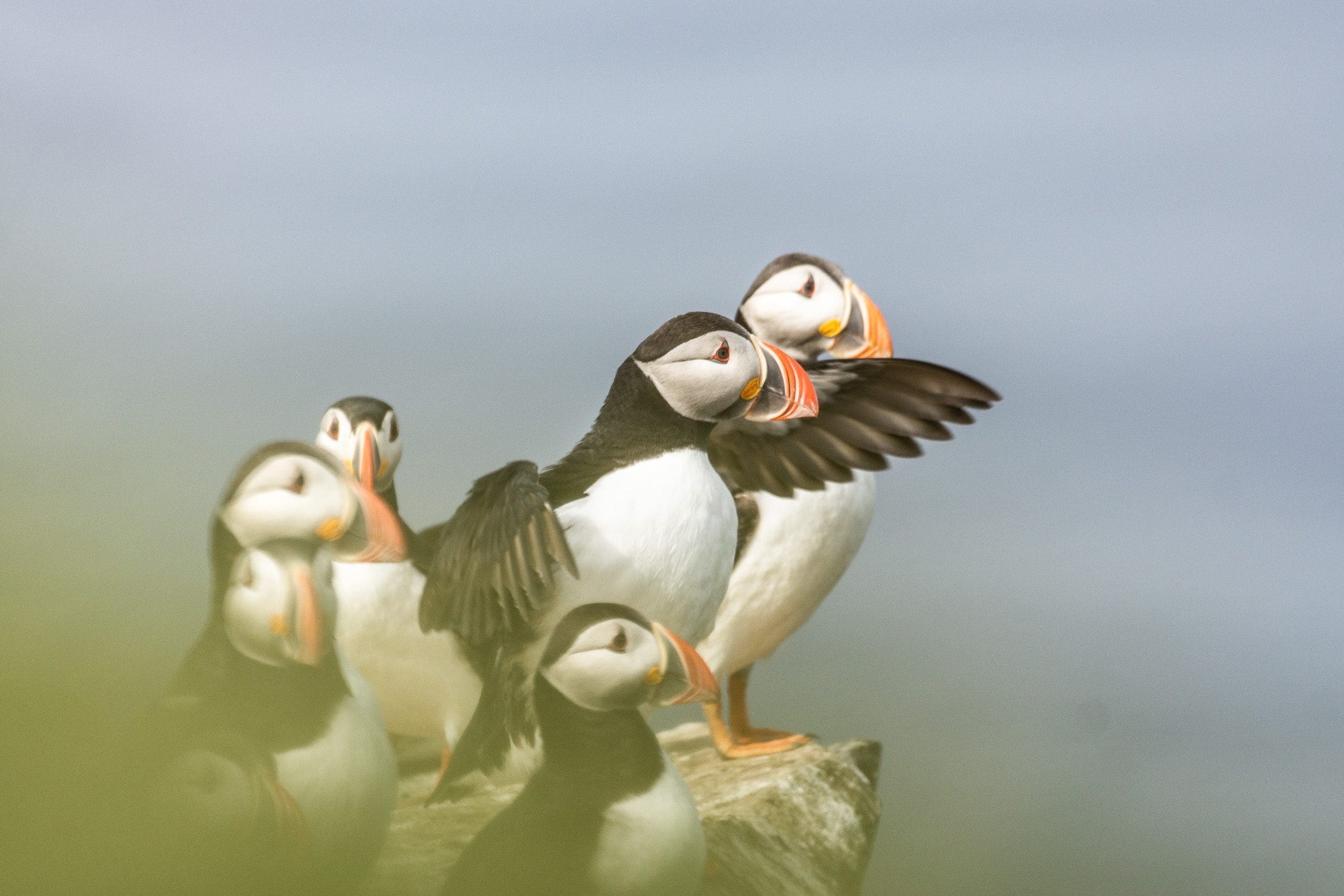 Quand partir en Islande ?