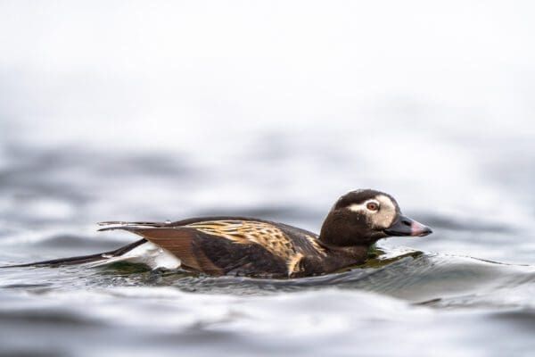 galerieVieSauvage-icelandicfrenchies-22