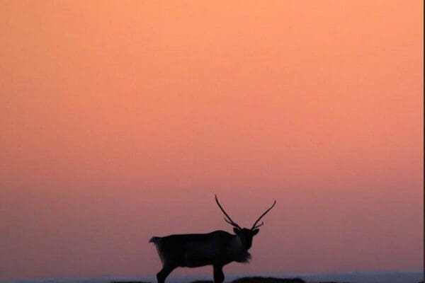 BlogPartirHiver-icelandicfrenchies-6