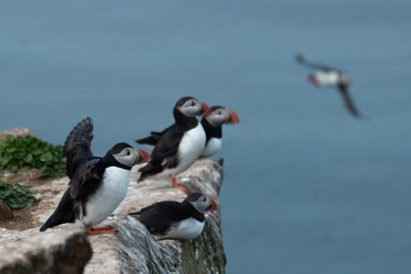 Macareux moines à Grímsey en Islande