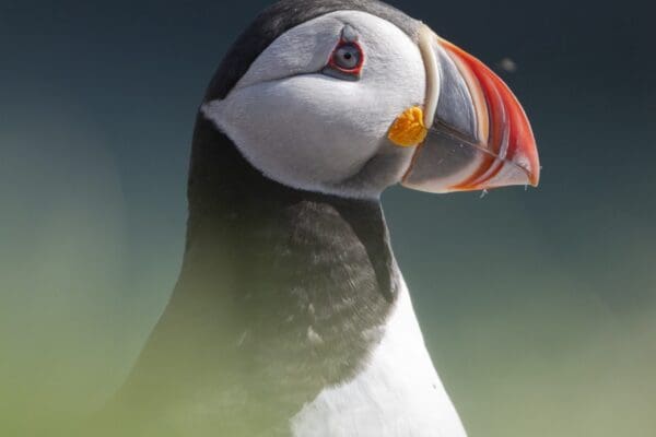 - Islande en avril - Islande en mai