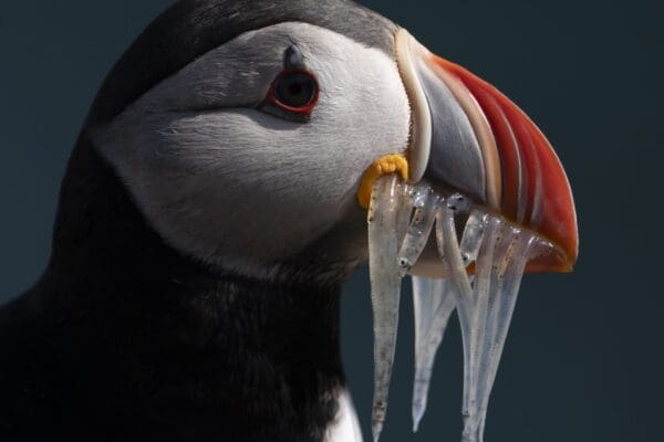 galerieVieSauvage-icelandicfrenchies-24