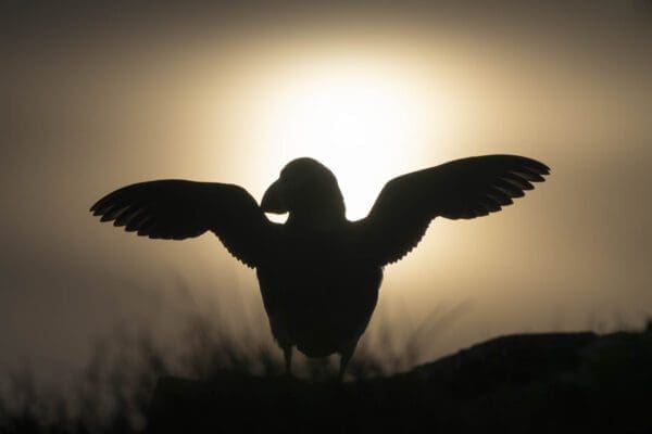 galerieVieSauvage-icelandicfrenchies-32