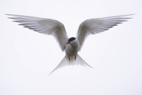 galerieVieSauvage-icelandicfrenchies-28