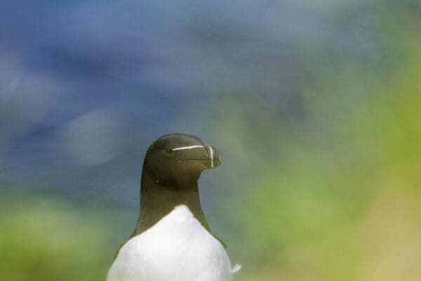 galerieVieSauvage-icelandicfrenchies-26