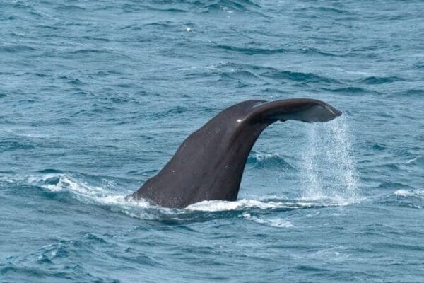 Observation des baleines