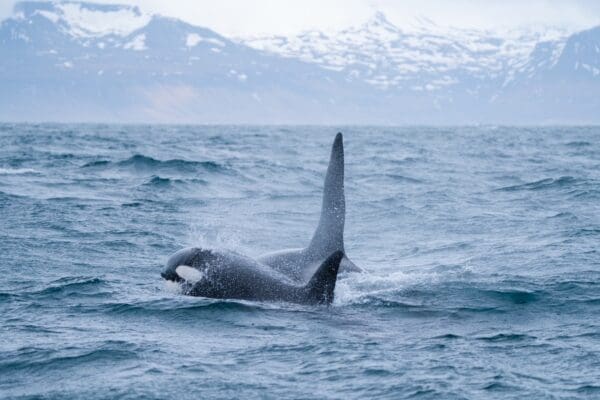 Baleines en Islande