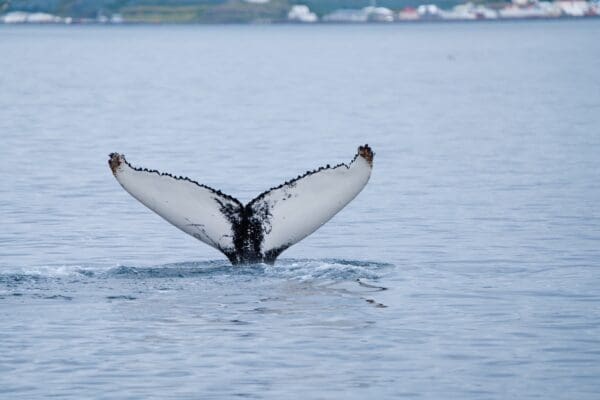 BlogBaleines-icelandicfrenchies-14