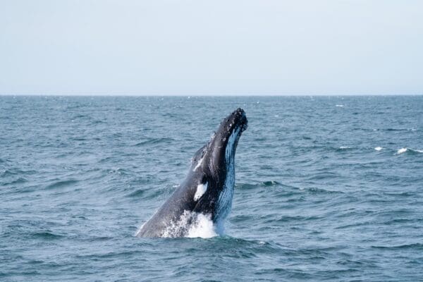 Baleines en Islande