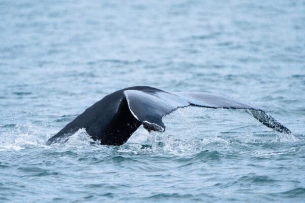 Baleines en Islande