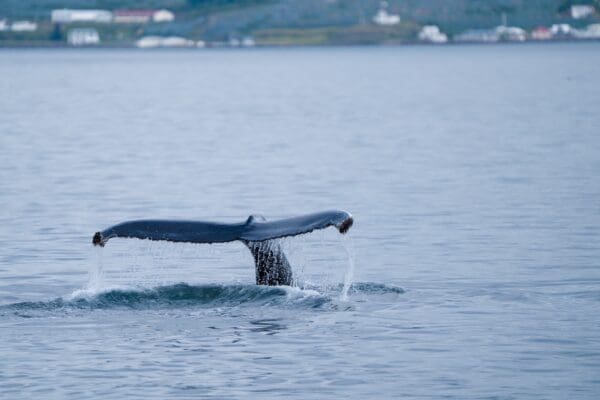 Baleines en Islande