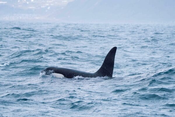 BlogBaleines-icelandicfrenchies-17