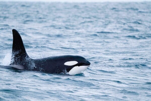 BlogBaleines-icelandicfrenchies-18