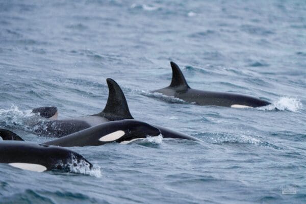 BlogBaleines-icelandicfrenchies-16