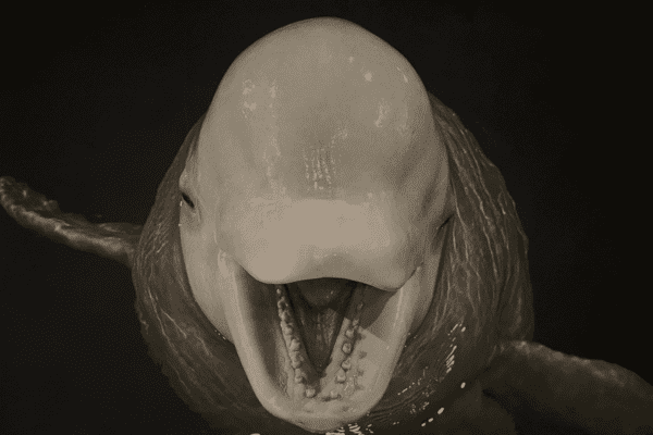 BlogBaleines-icelandicfrenchies-19