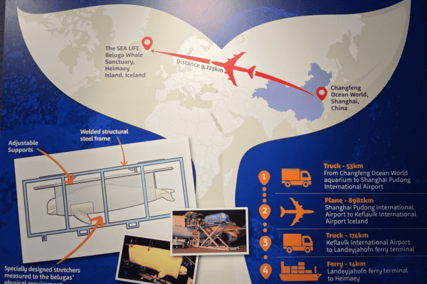 BlogBaleines-icelandicfrenchies-19