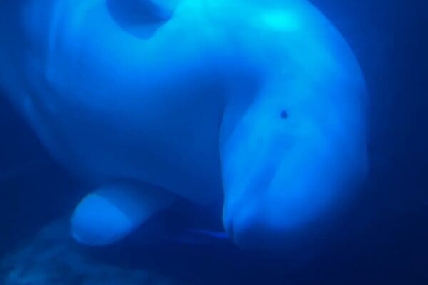 BlogBaleines-icelandicfrenchies-20