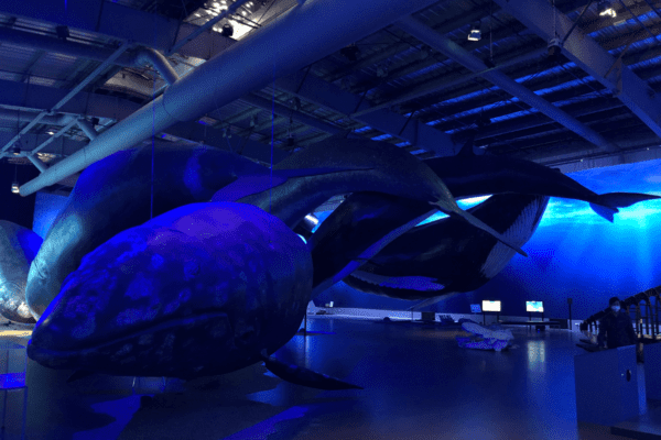 BlogBaleines-icelandicfrenchies-13