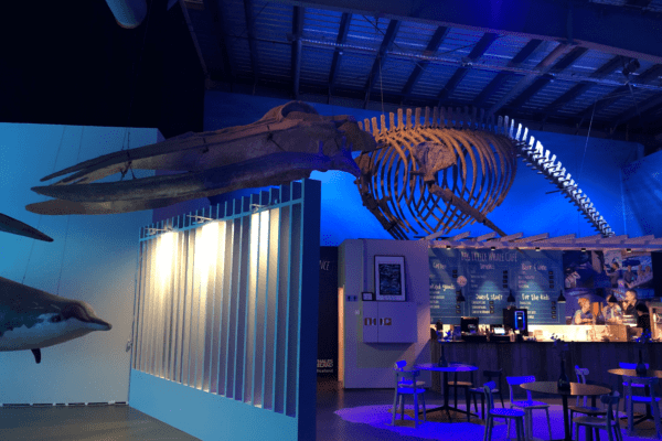 BlogBaleines-icelandicfrenchies-12