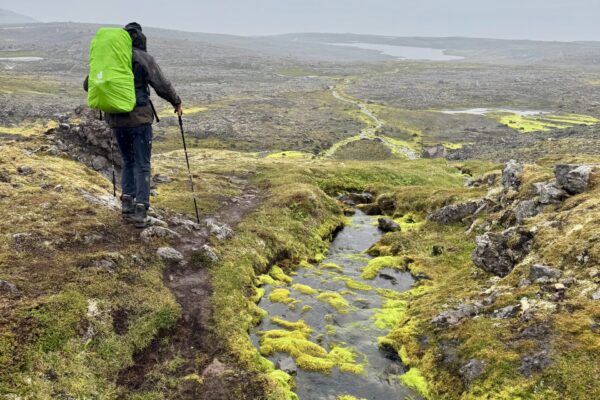 BlogHornstrandir-icelandicfrenchies-10