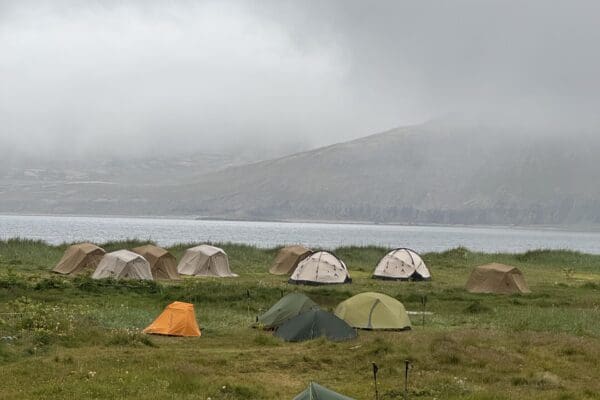 BlogHornstrandir-icelandicfrenchies-9