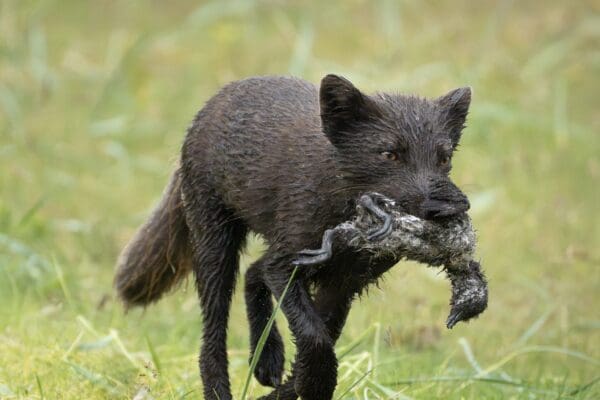 BlogHornstrandir-icelandicfrenchies-8