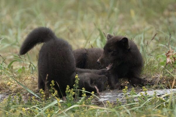 BlogHornstrandir-icelandicfrenchies-7