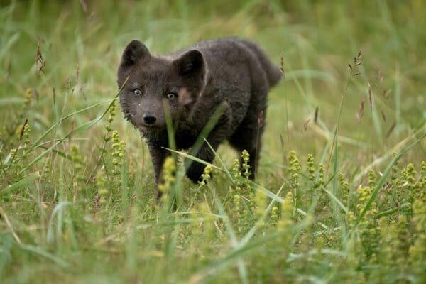 Hornstrandir, réserve naturelle