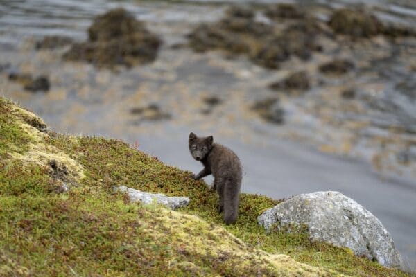 BlogHornstrandir-icelandicfrenchies-4